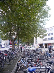 Diese Bäume stehen u.U. in "räumlicher Konkurrenz" zur geplanten neuen Bushaltestelle.